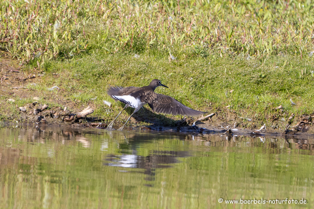 Waldwasserläufer