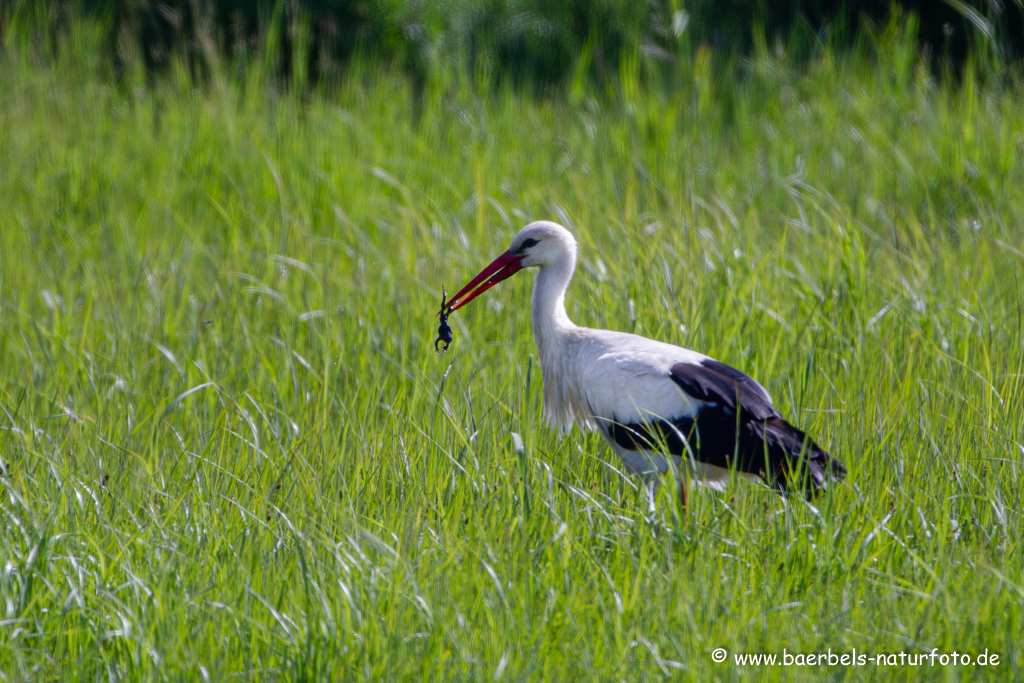 Weissstorch