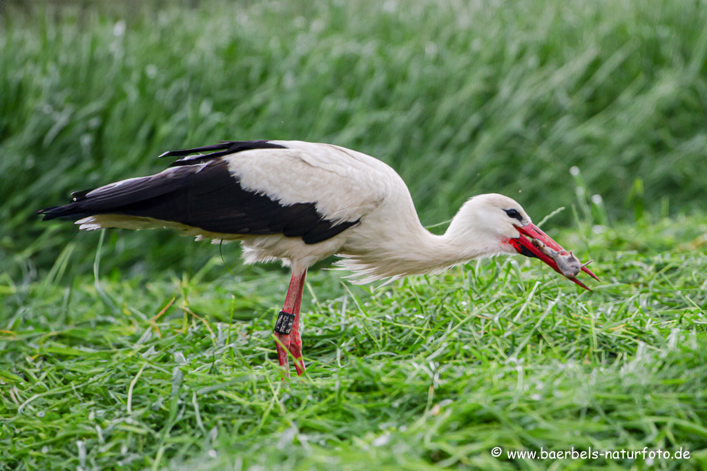 Weissstorch