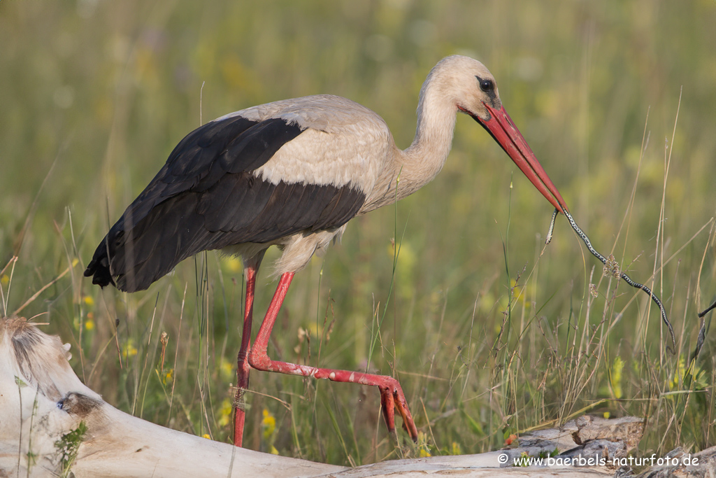 Weissstorch