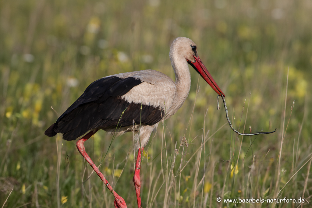 Weissstorch