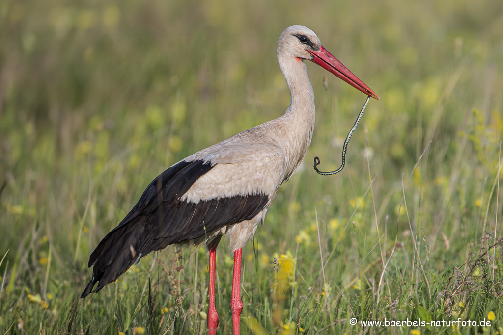 Weissstorch