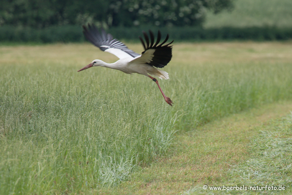 Weissstorch