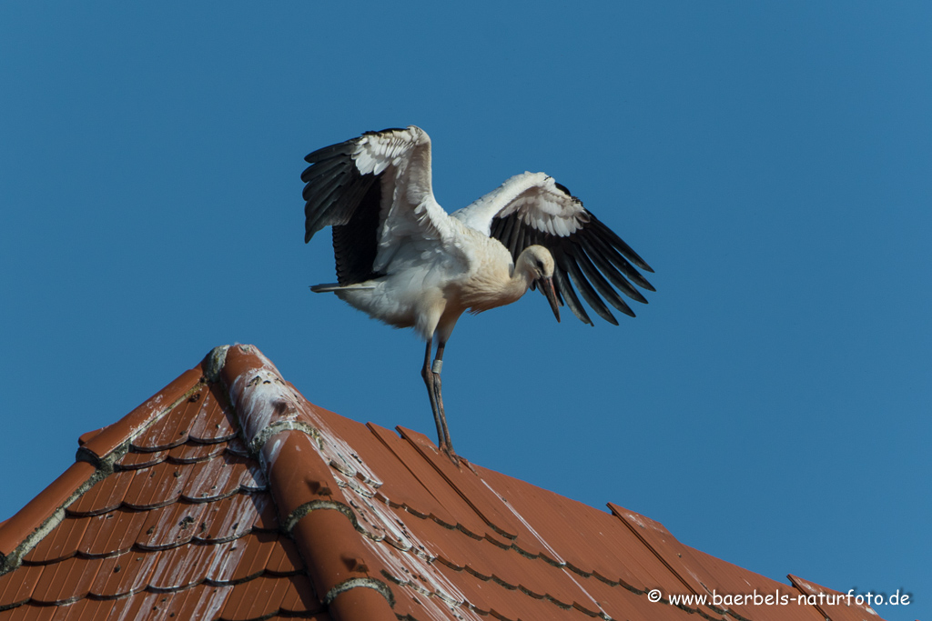 Weissstorch