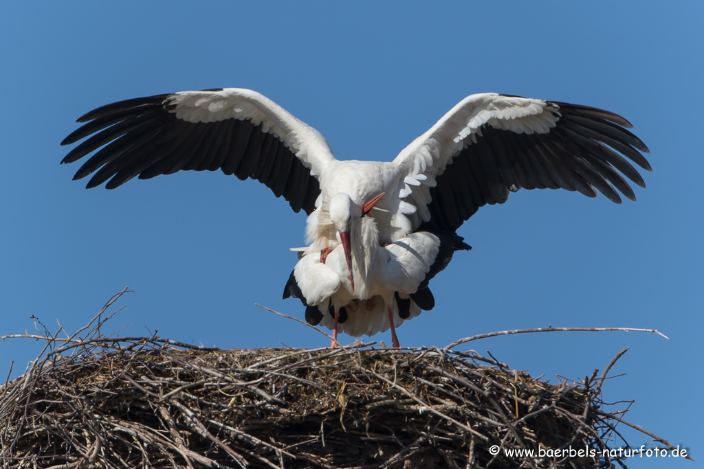 Weissstorch