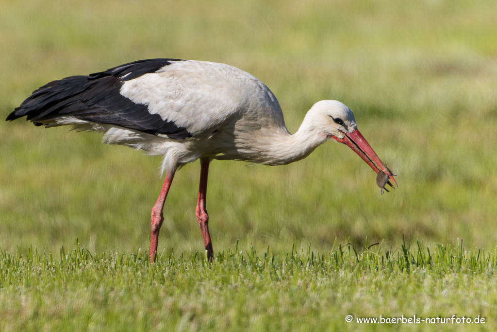 Weissstorch