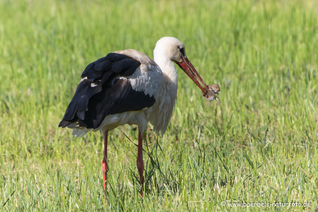 Weissstorch