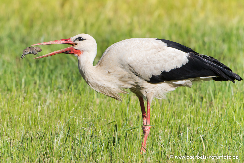 Weissstorch