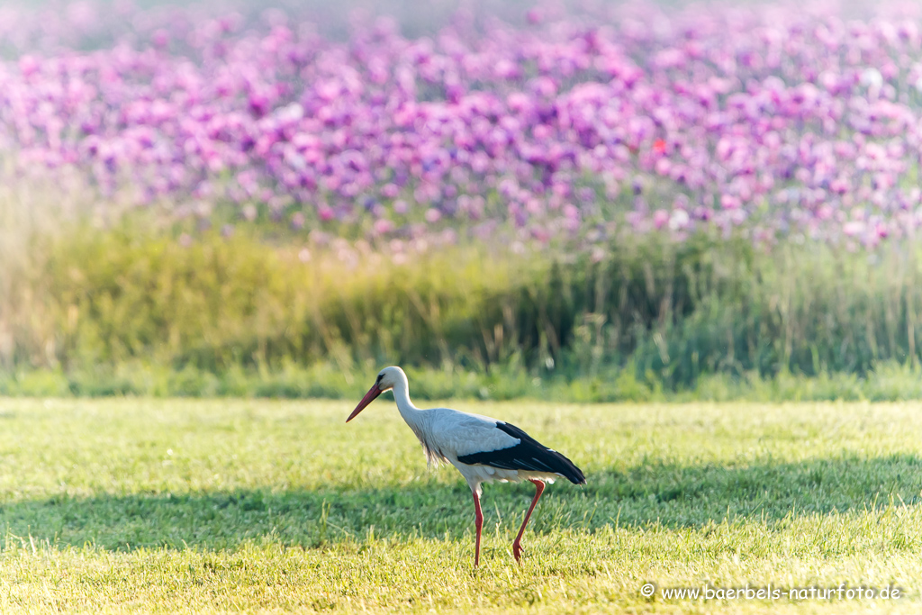 Weissstorch