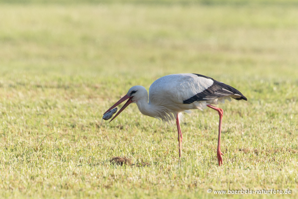 Weissstorch