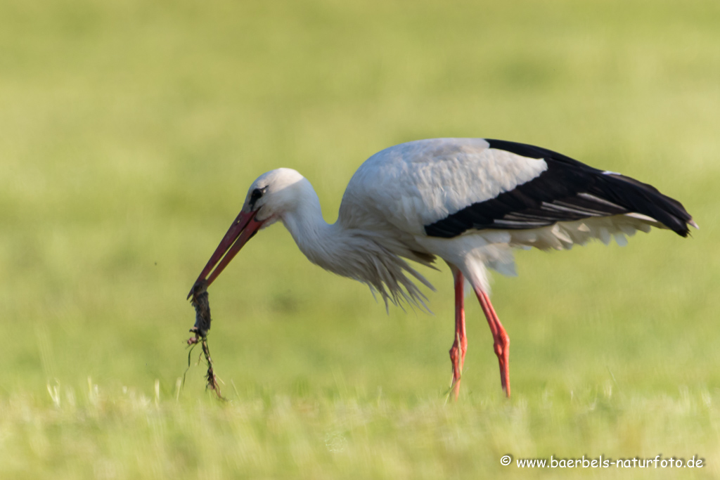 Weissstorch