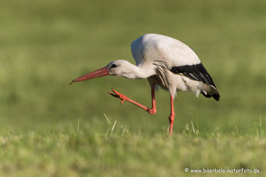 Weissstorch