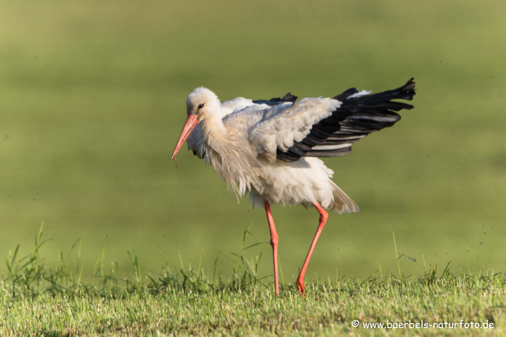 Weissstorch