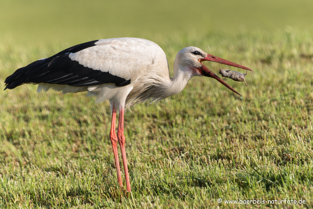 Weissstorch