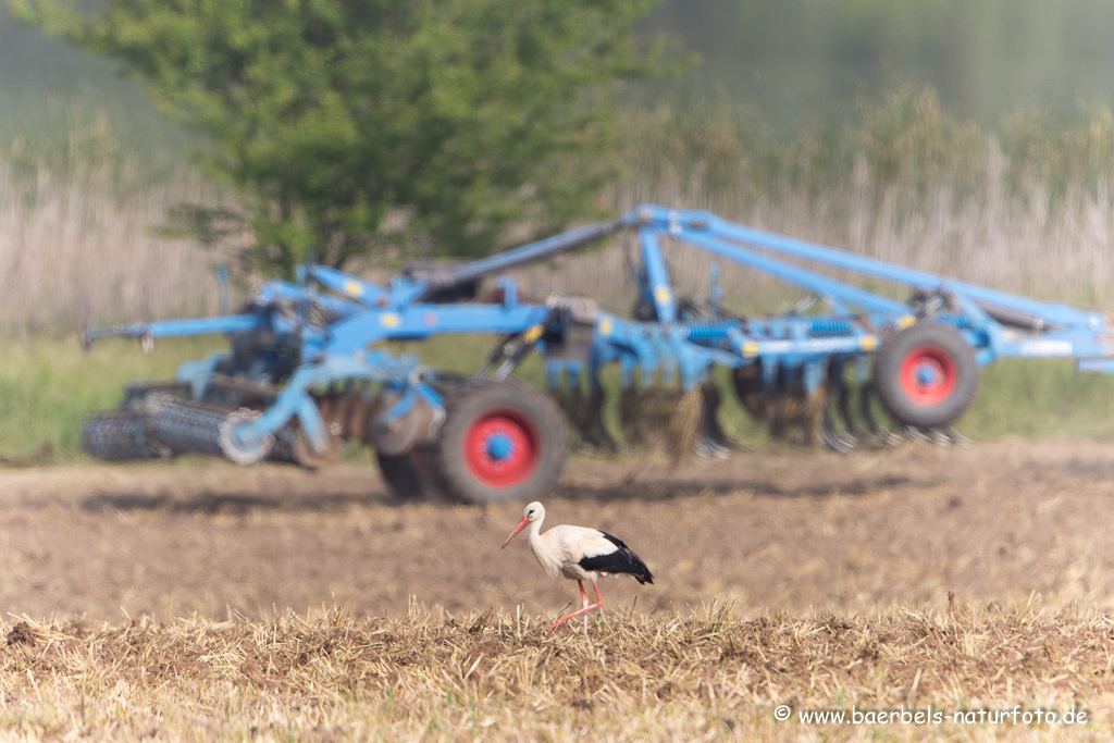 Weissstorch