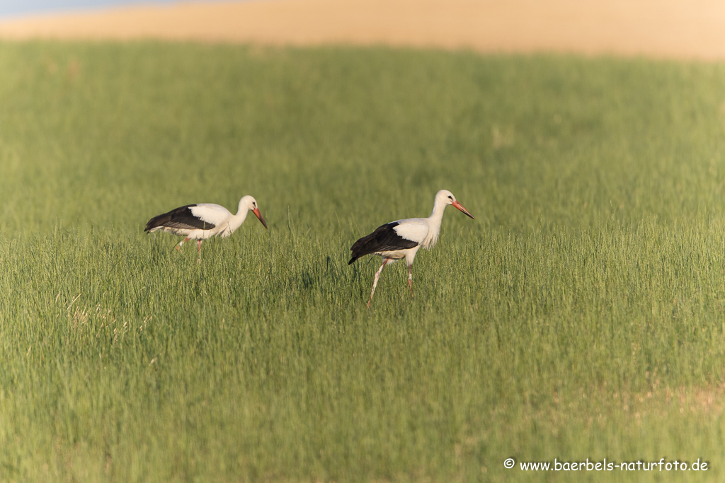 Weissstorch