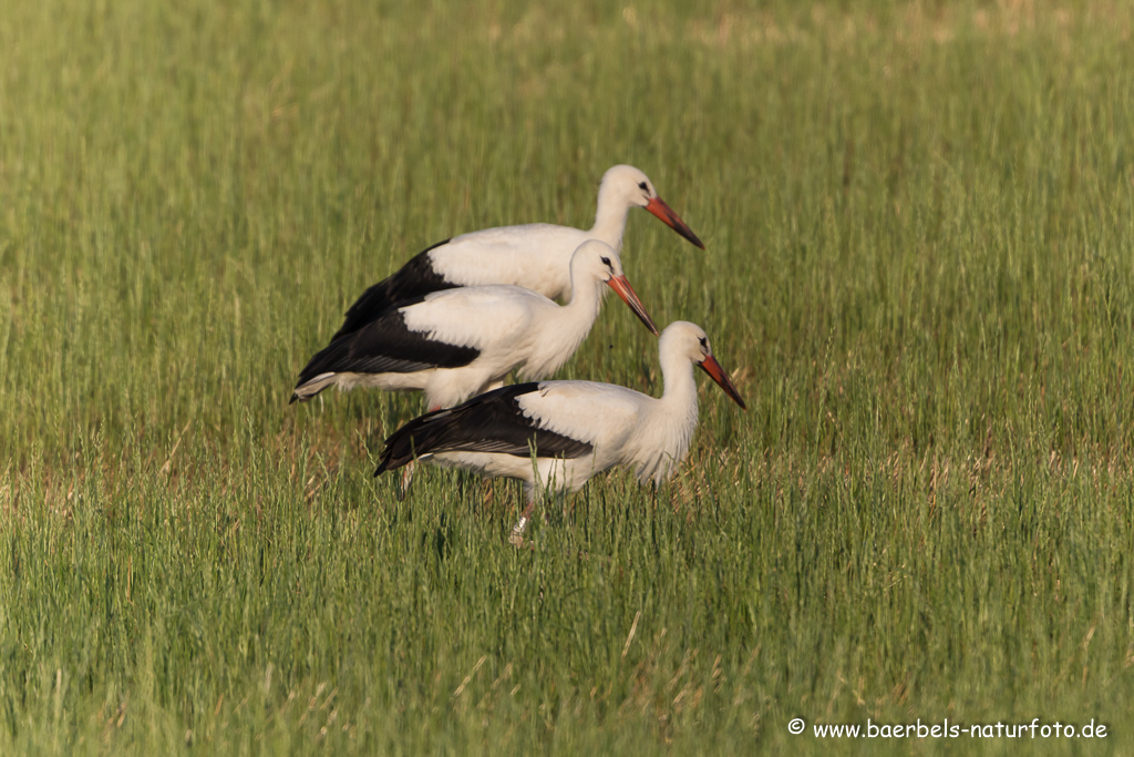 Weissstorch