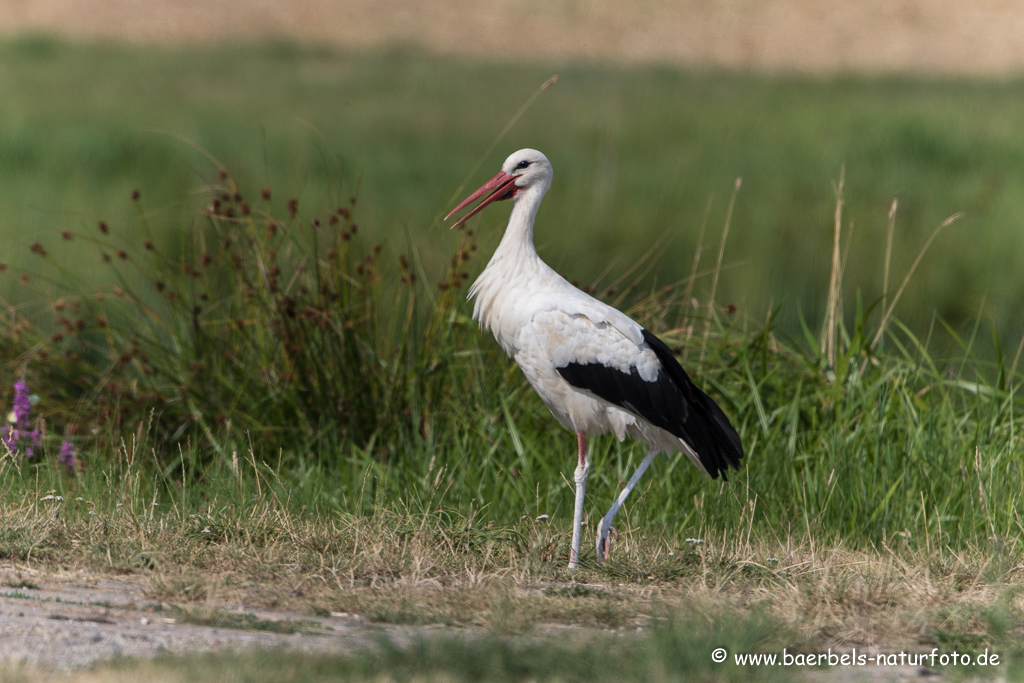 Weissstorch