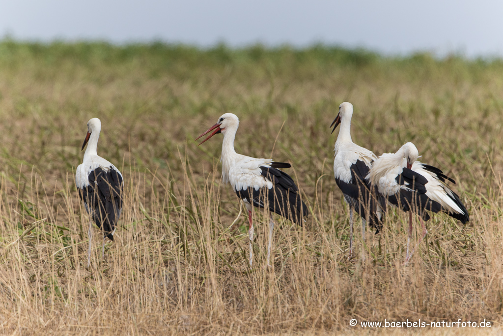 Weissstorch