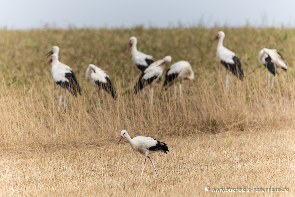 Weissstorch