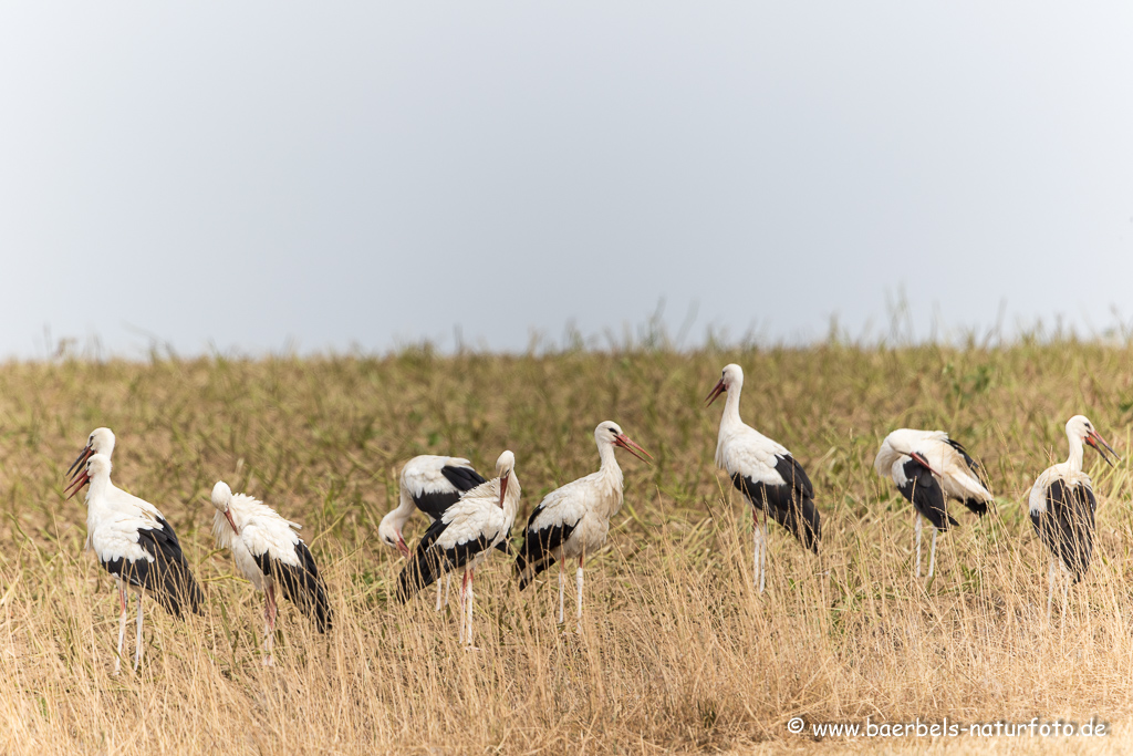 Weissstorch