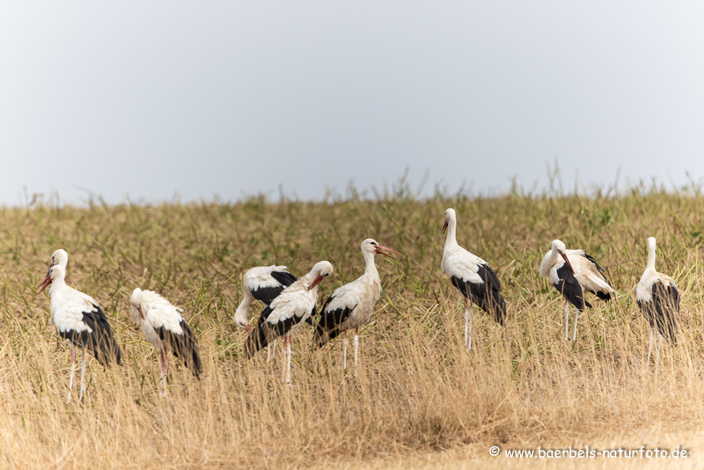 Weissstorch