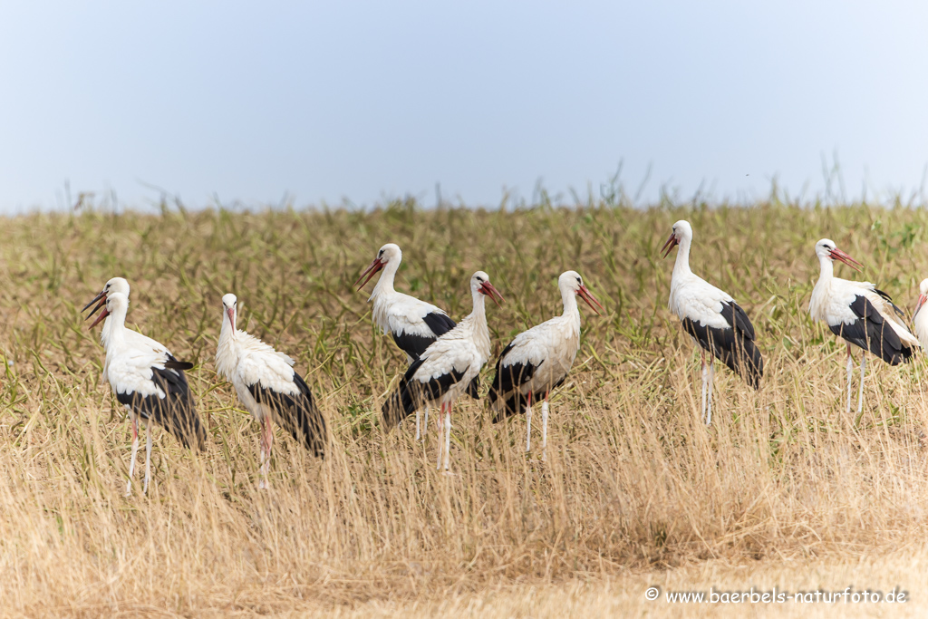 Weissstorch