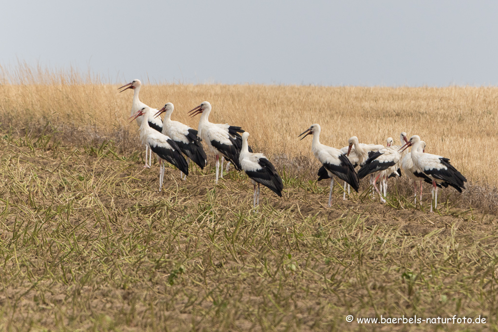 Weissstorch