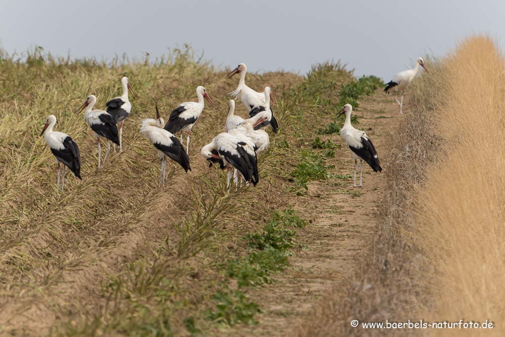 Weissstorch