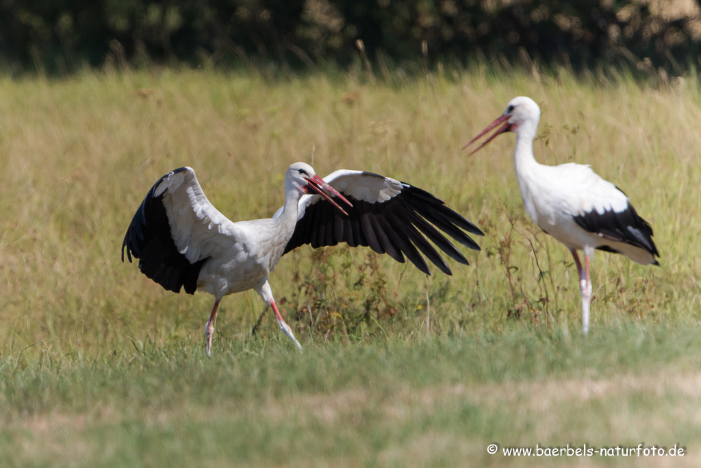 Weissstorch