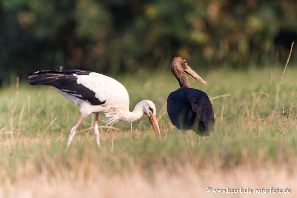 Weissstorch