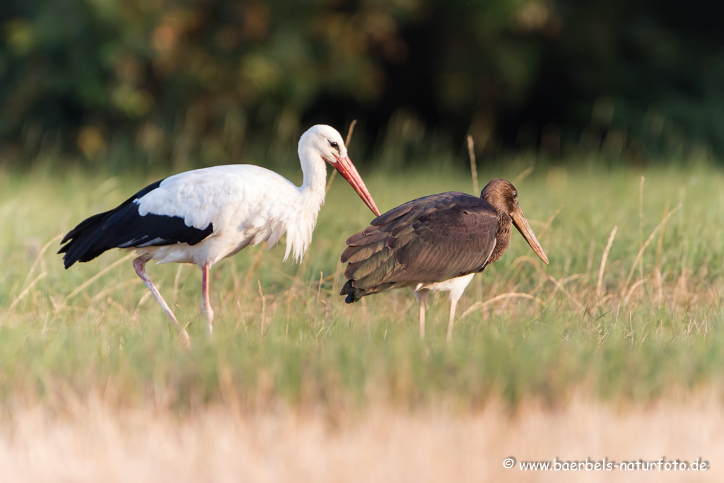 Weissstorch