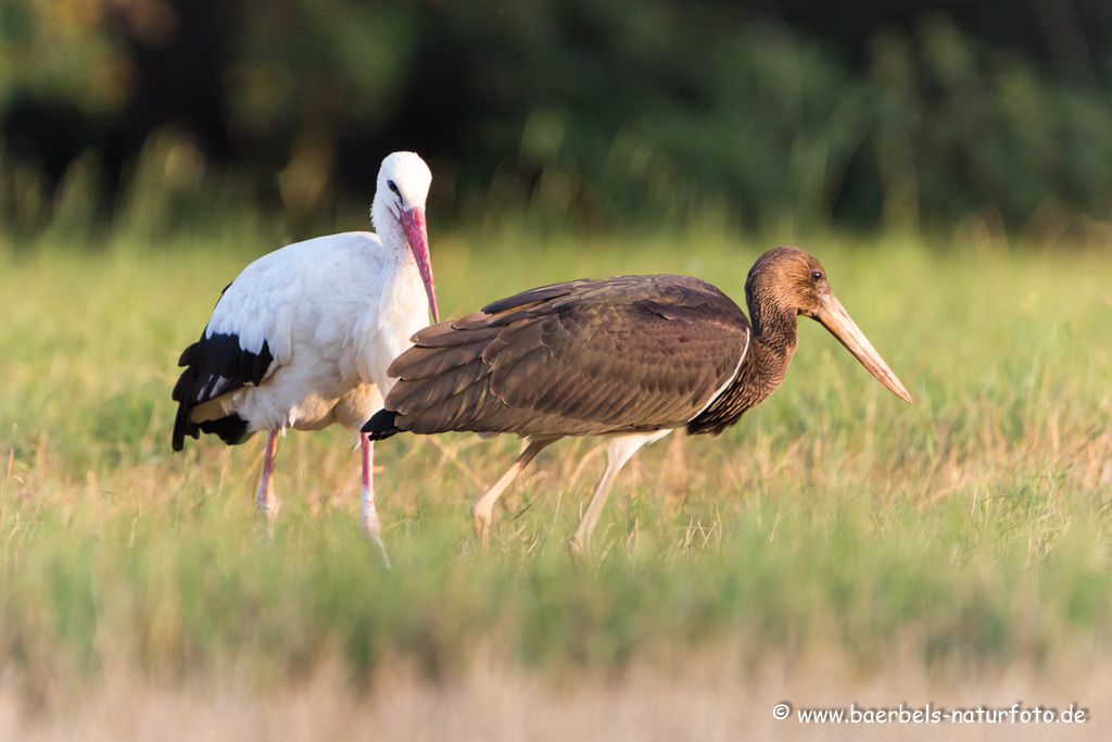 Weissstorch