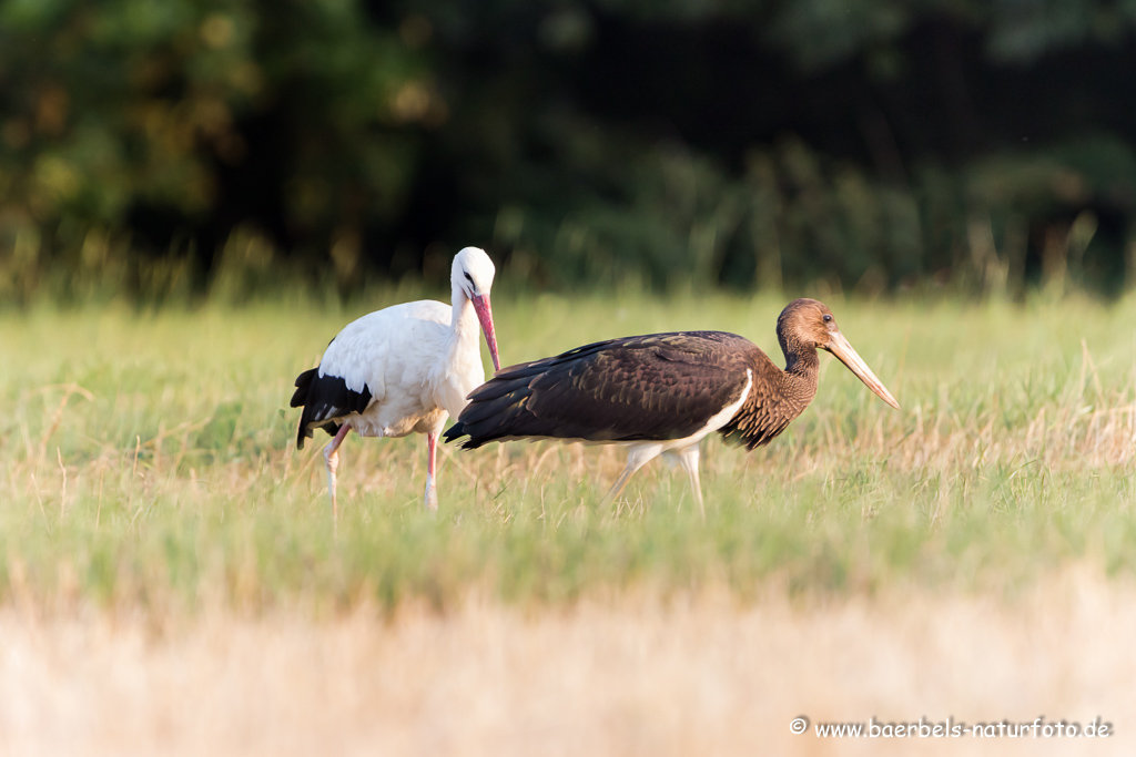 Weissstorch