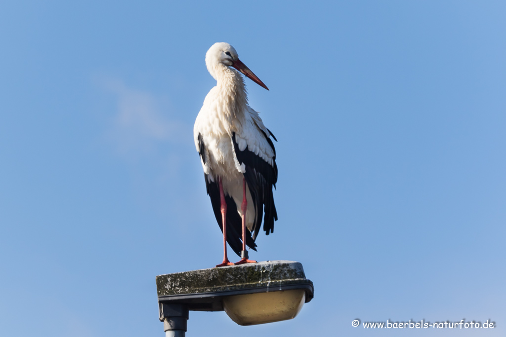 Weissstorch