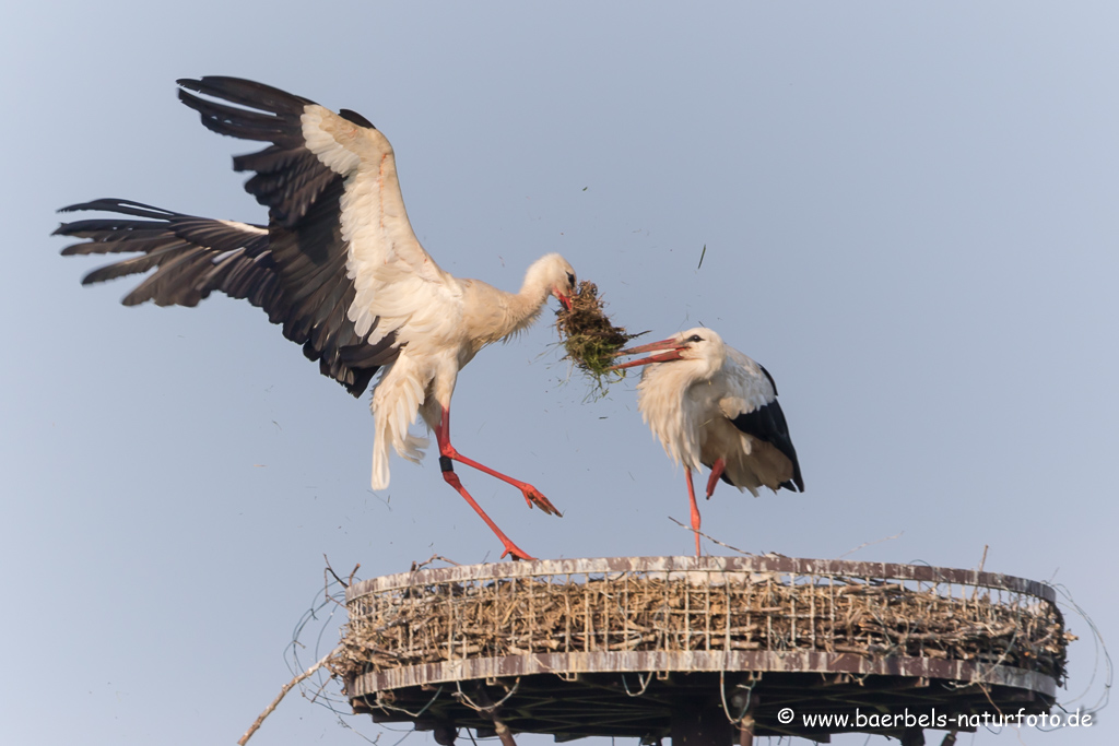 Weissstorch