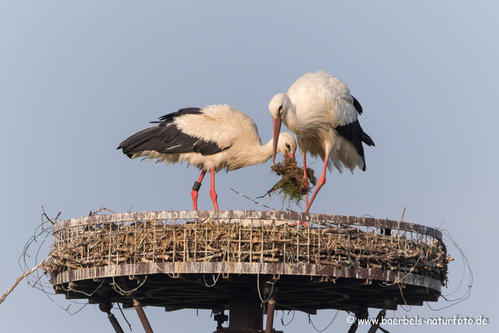 Weissstorch