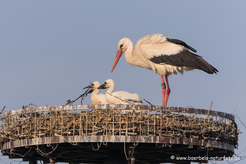 Weissstorch