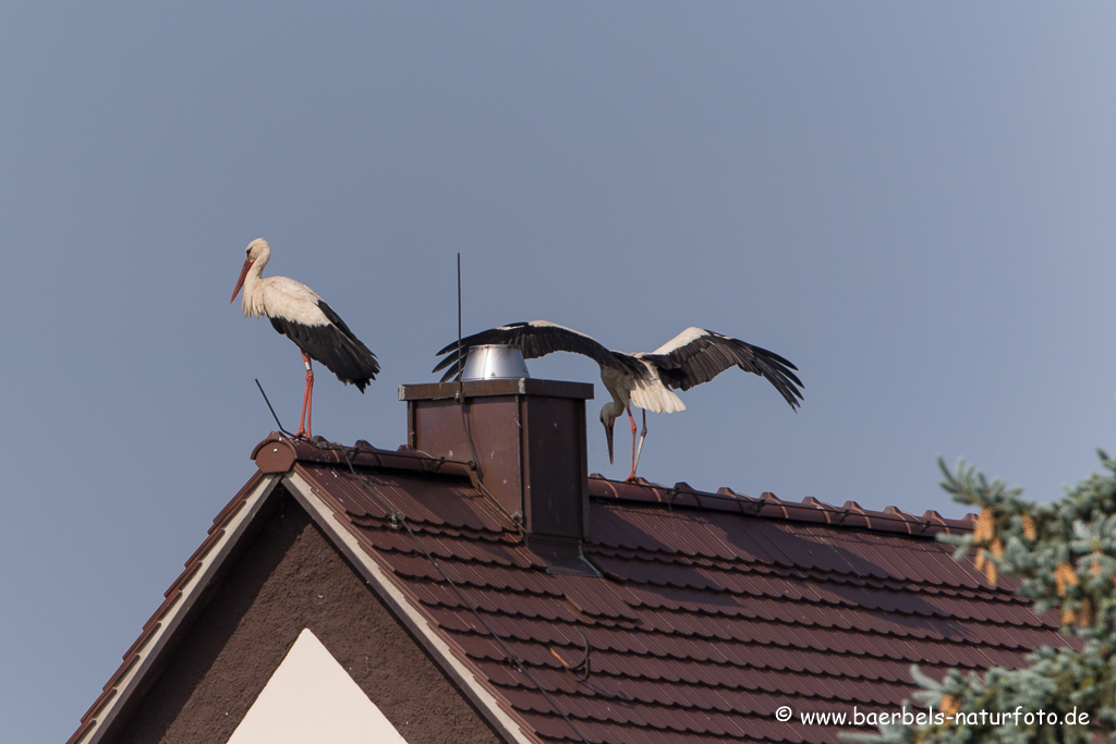 Weissstorch