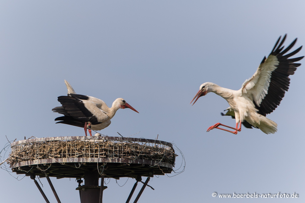 Weissstorch