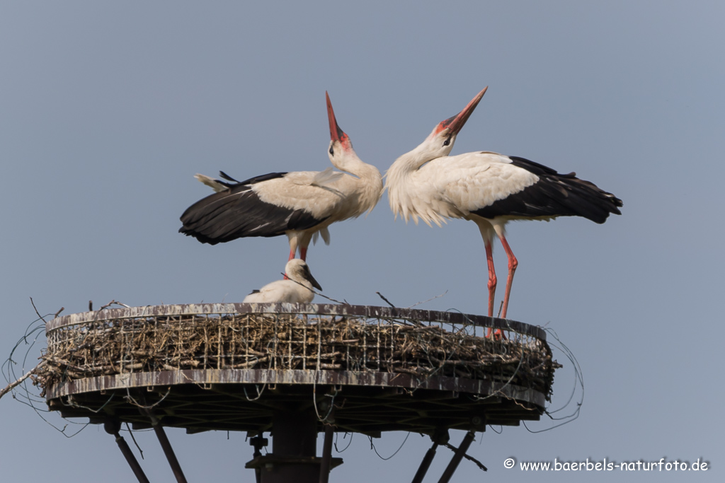 Weissstorch