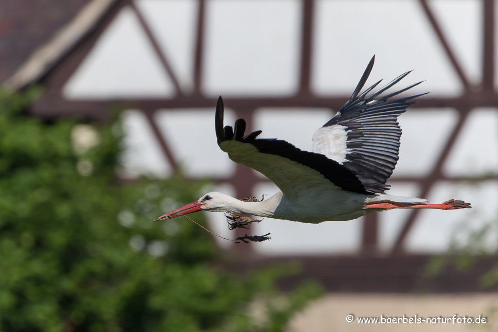 Weissstorch