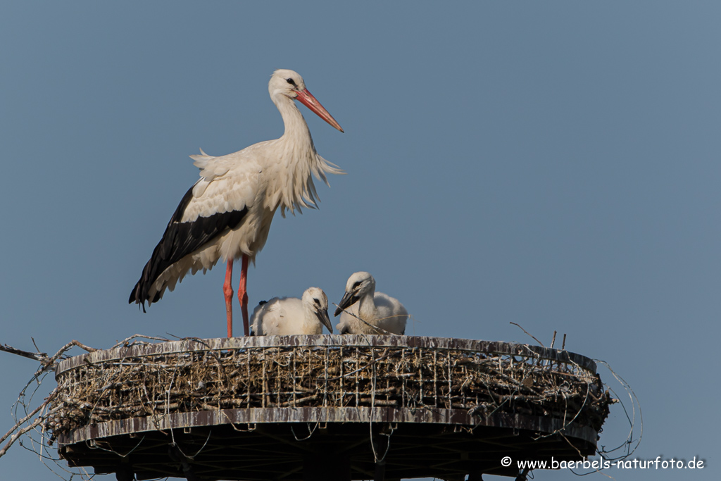 Weissstorch