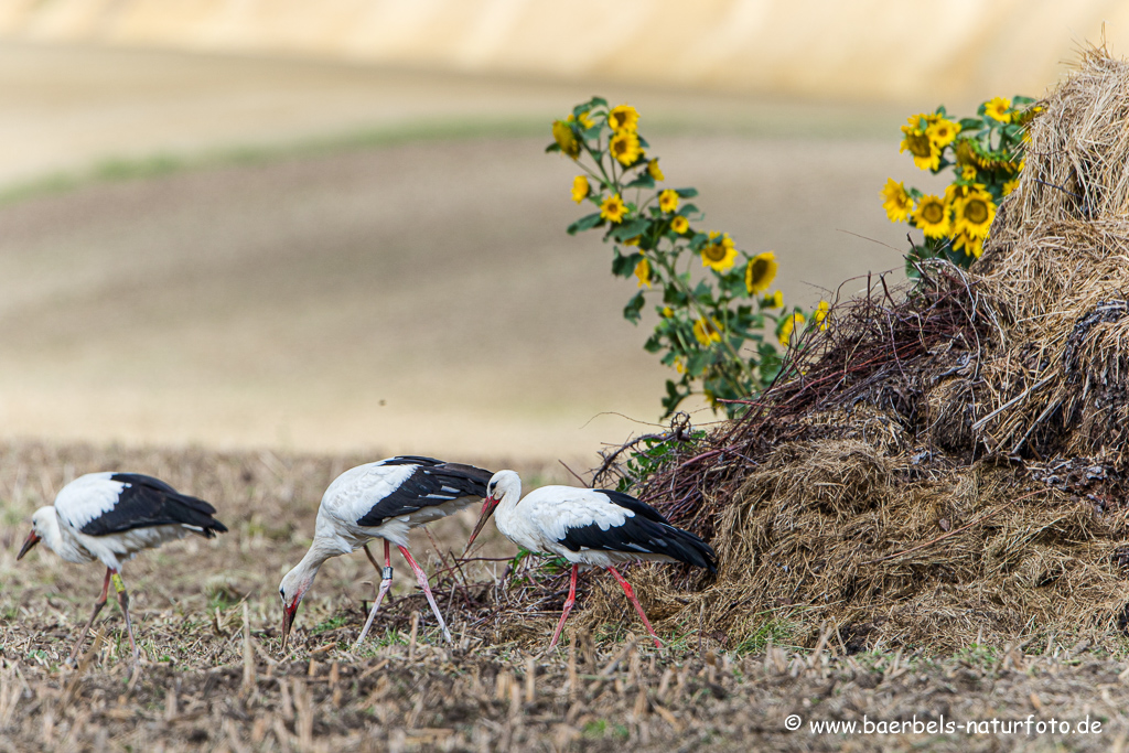 Weissstorch