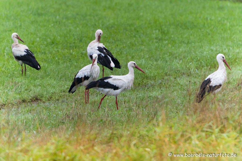 Weissstorch