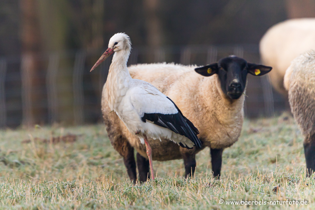 Weissstorch