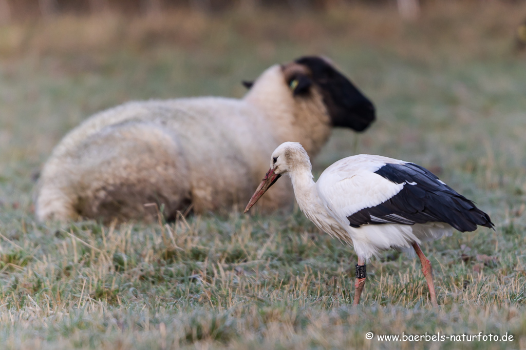 Weissstorch