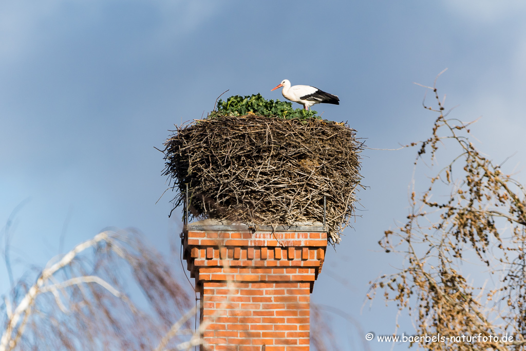 Weissstorch