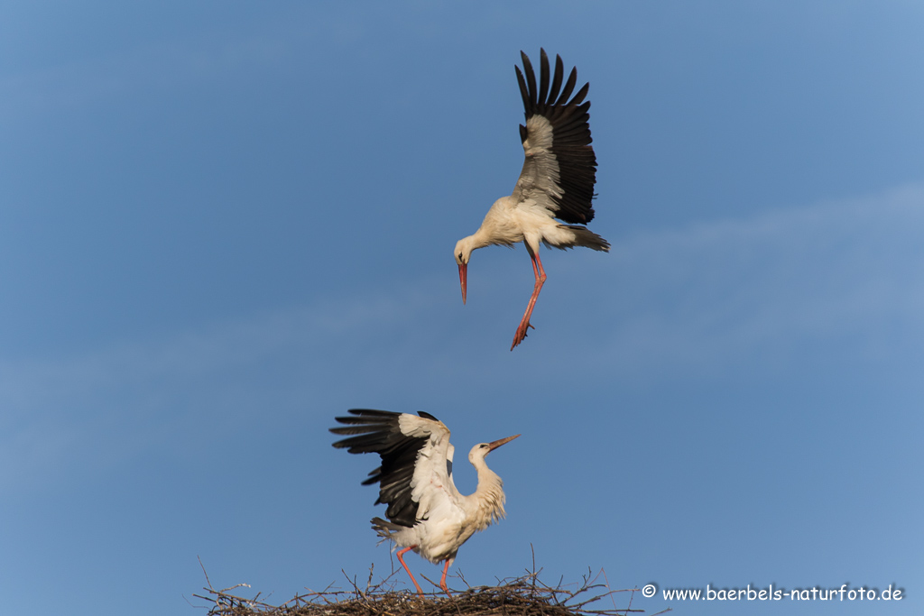 Weissstorch