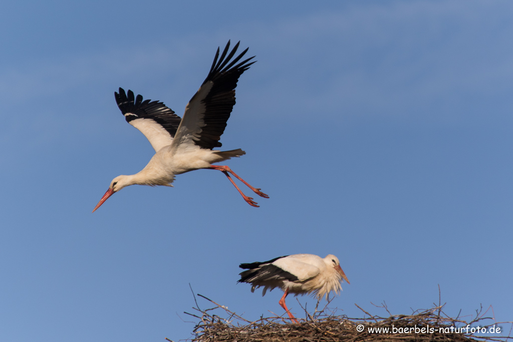 Weissstorch